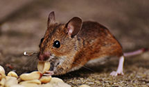 24 Hour & Emergency Exterminators in Pittston, PA